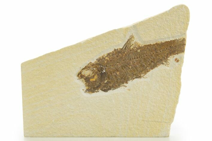 Bargain, Detailed Fossil Fish (Knightia) - Wyoming #331074